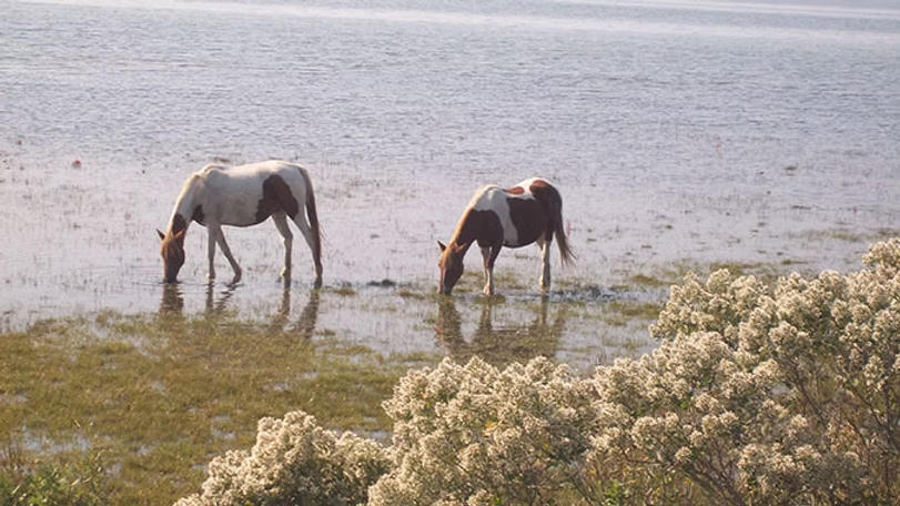 Horses drinking water at Chincoteague National Wildlife Refuge