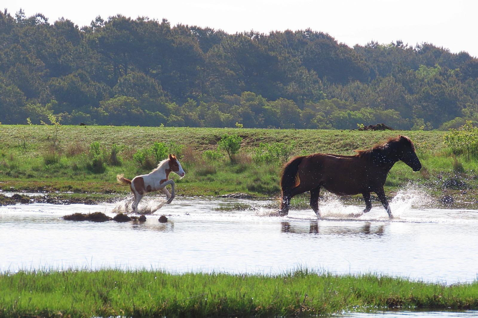 Chincoteague Lighthouse